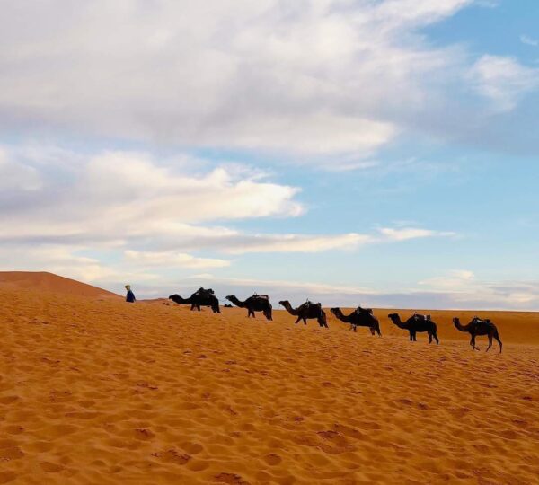 Camel riding heading to Merzouga camping...The best and luxury sahara desert tours 